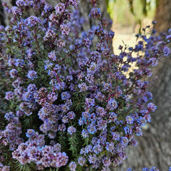 Tea Tree - Mini Course- Lilac Purple