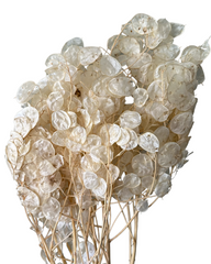 Lunaria/Honesty - Bleached