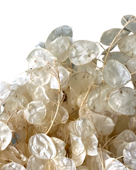 Lunaria/Honesty - Bleached