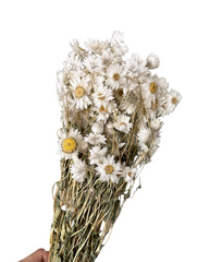 Daisies/Daisy - Rhodanthe