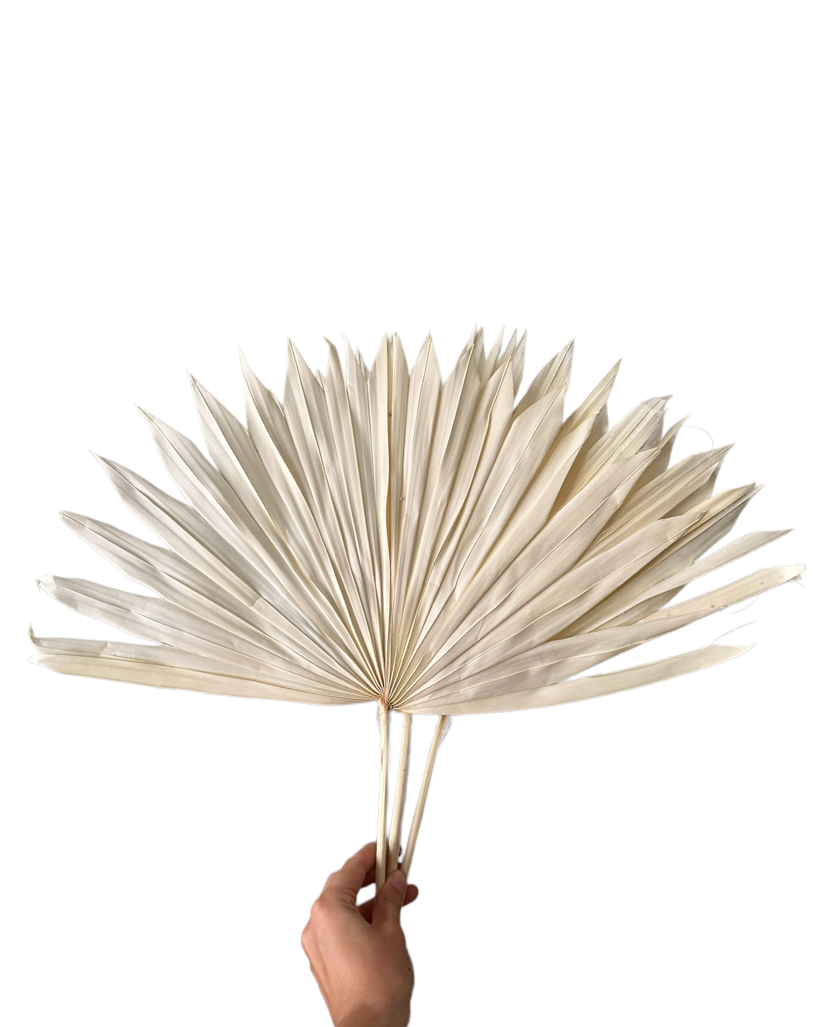 Palm - Sun Palms - Bleached - 20-30cm - 1 Stem